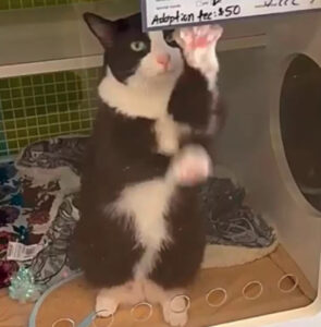 Questa gattina ha imparato ad attirare l’attenzione da dietro il vetro del rifugio