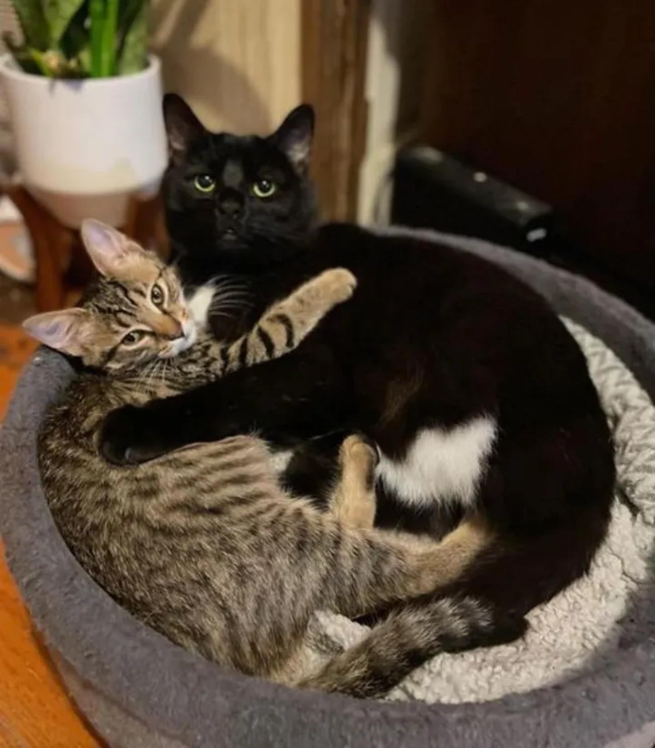 gatti abbracciati