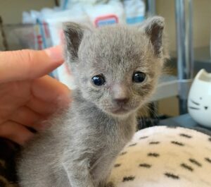 Gattino conquista i cuori di tutti con i suoi ricci