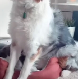 Gattino diventa per un cane una comodissima poltrona