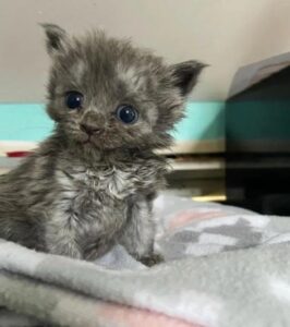 Gattino orfano viene accolto da una mamma adottiva speciale