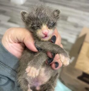 Gattino trovato tutto solo in garage, incontra persone speciali