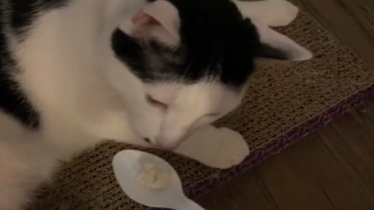 Gattino annusa il formaggio dal cucchiaio