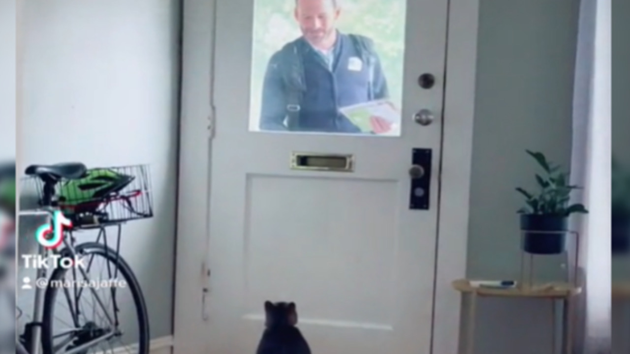 Gatto aspetta il postino