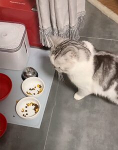 Gatto chiede uno spuntino alla sua umana in modo teatrale