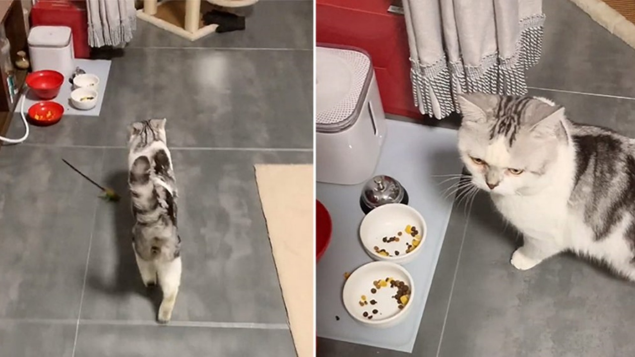 gatto chiede cibo