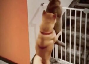 Gatto prova a scavalcare un cancello, il suo amico cane lo vede in difficoltà e lo spinge per aiutarlo (VIDEO)