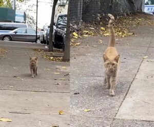 Gatto randagio chiede aiuto in un parcheggio e incontra la persona giusta