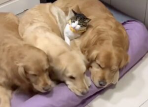 un gatto e tre cagnoloni
