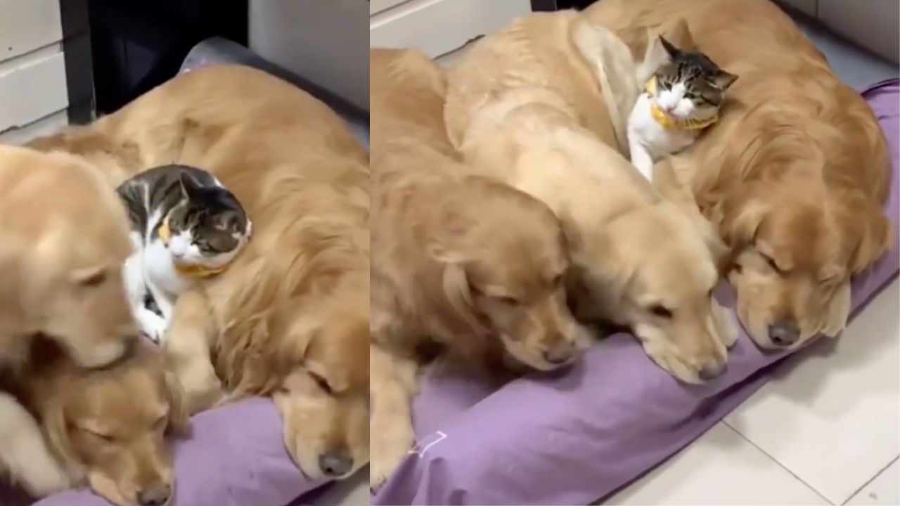 Tre amici dormono insieme