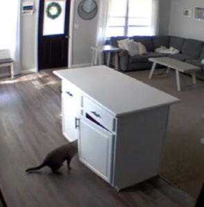 Gatto viene rimproverato tramite le telecamere