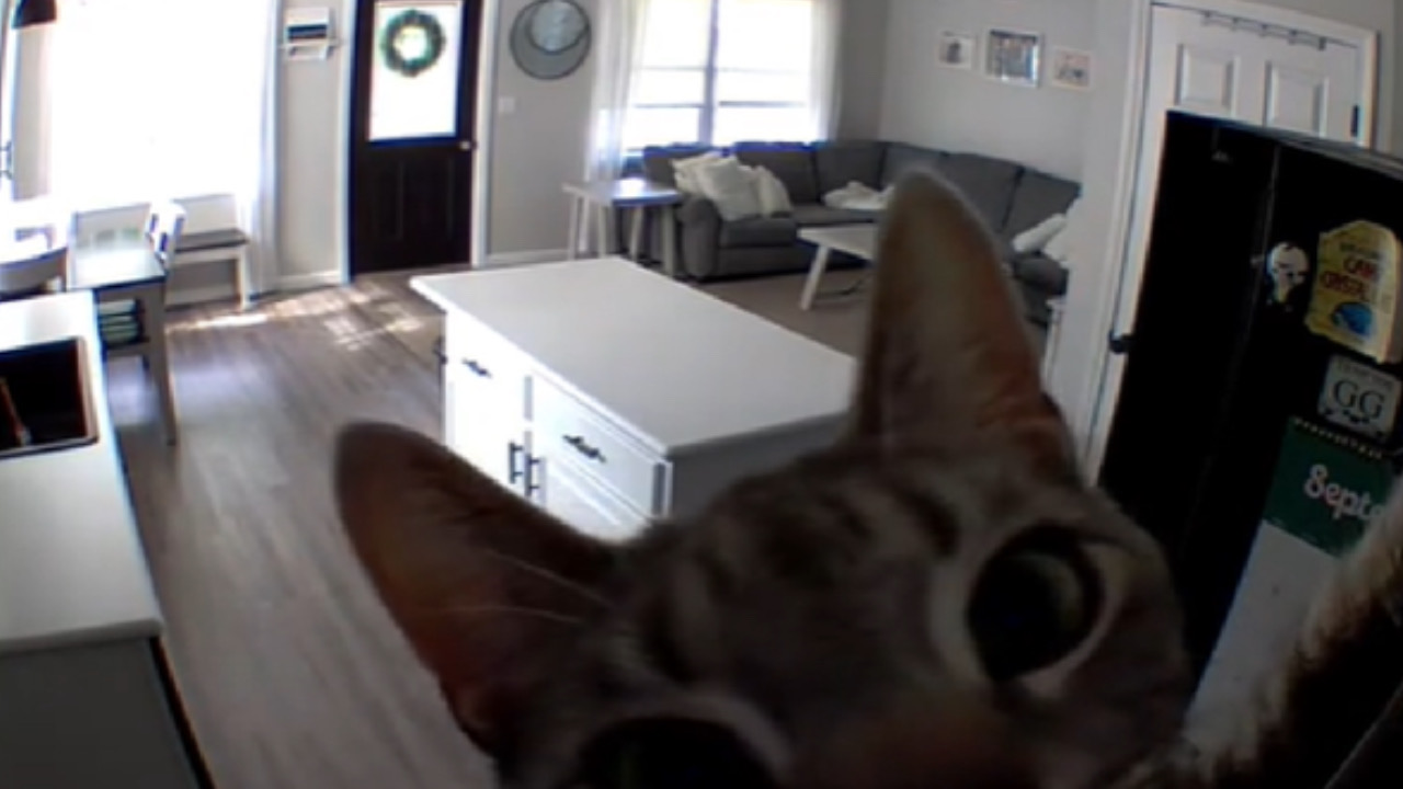 Gatto viene sorpreso dalle telecamere