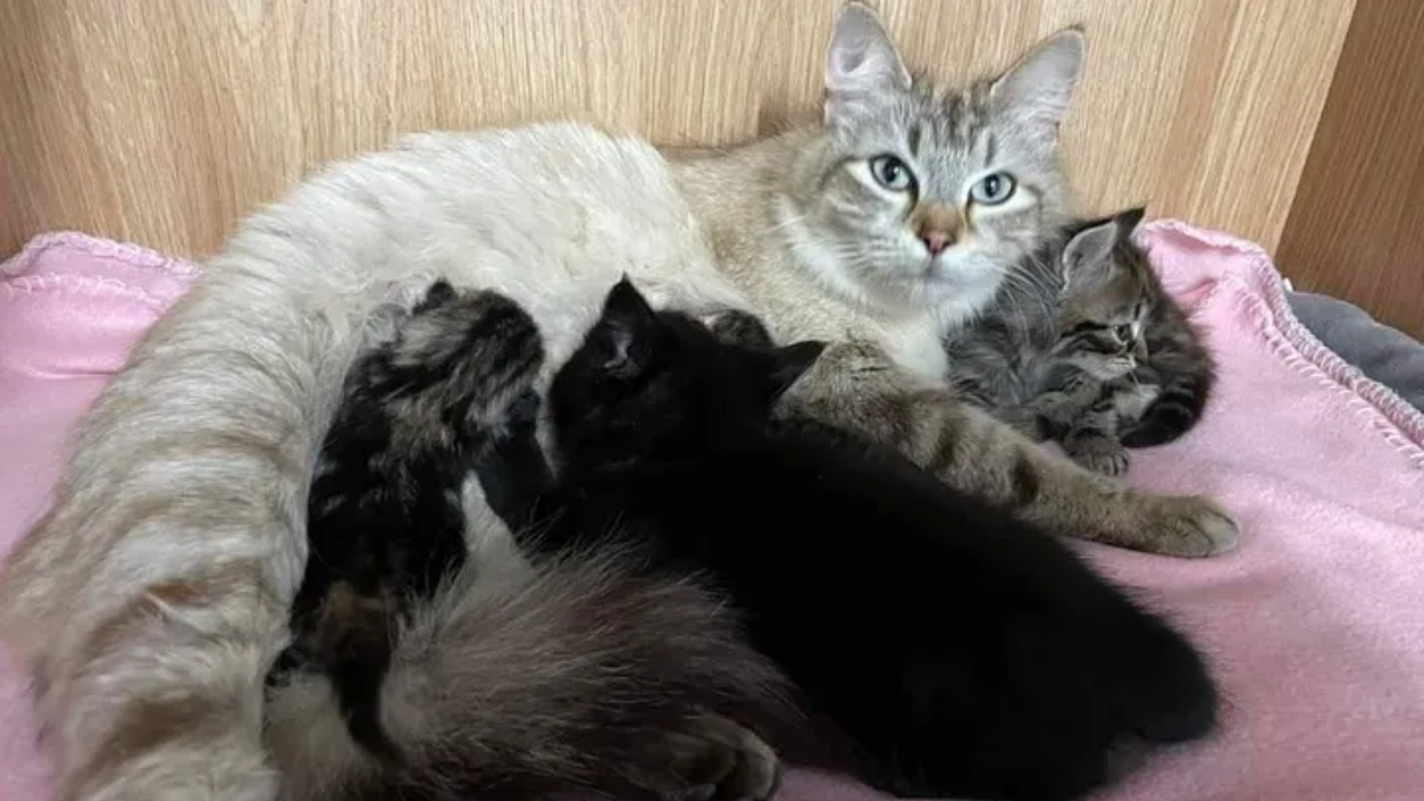mamma gatta e cuccioli
