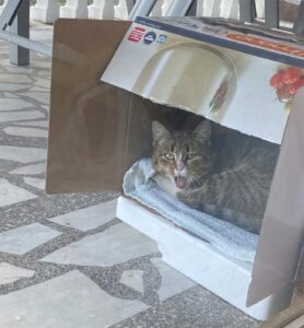 Gigi, il gatto che si è trasferito a casa della donna che era stata gentile con lui