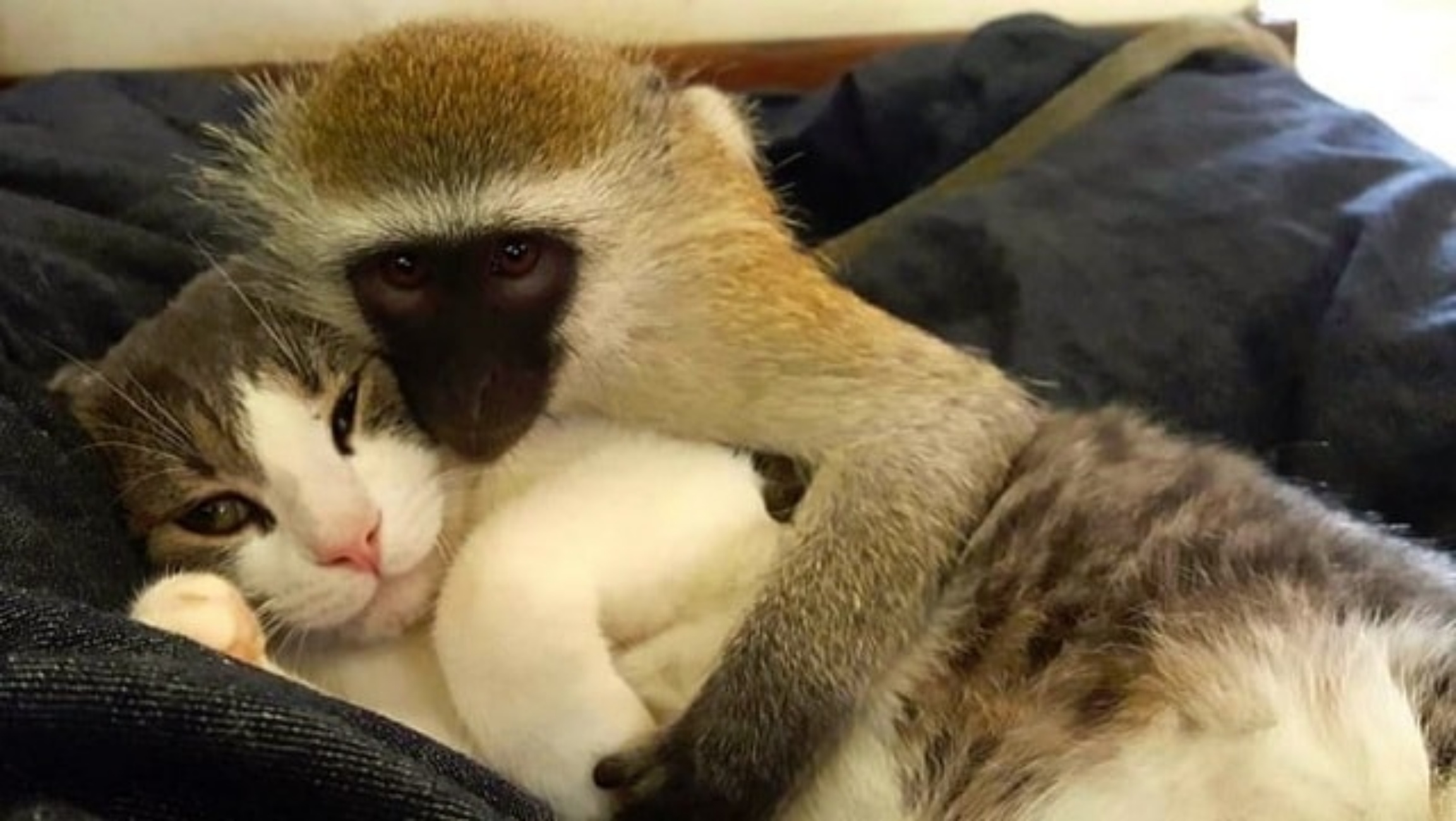 gatto e scimmia