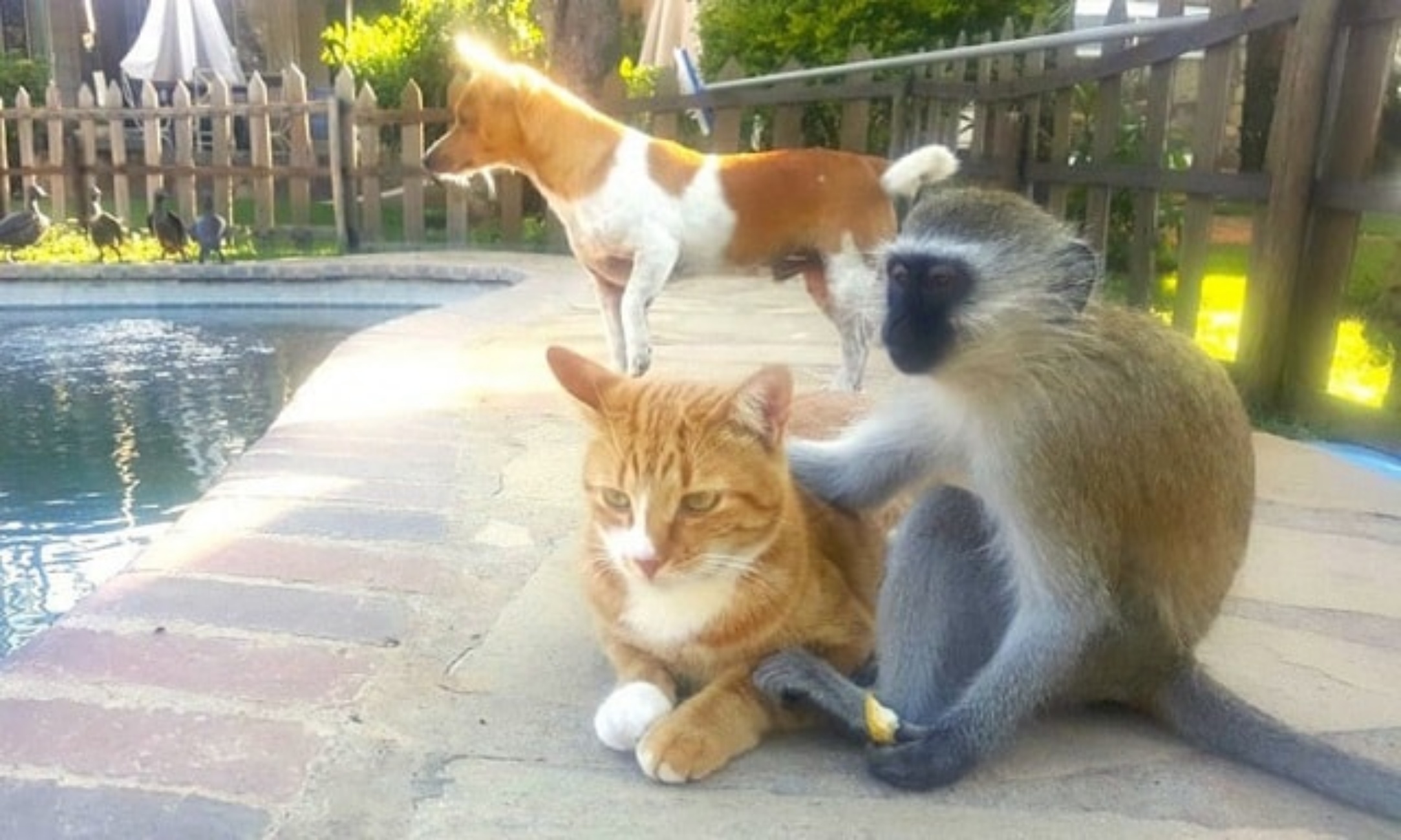 cane gatto e scimmia