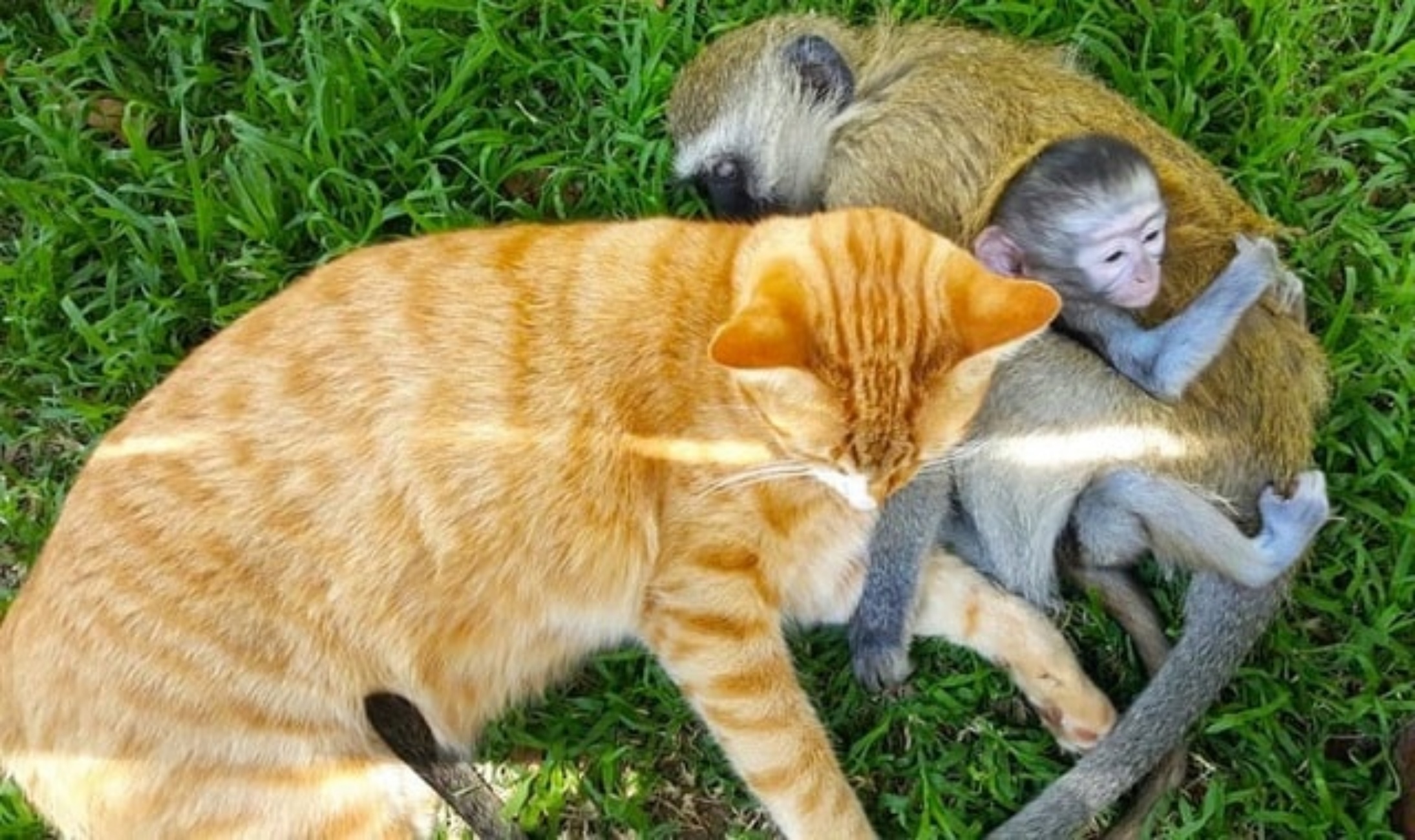 scimmie e gatto
