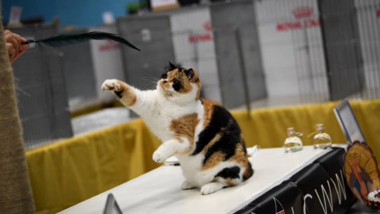 gatto tricolore