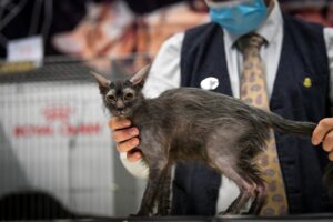 I gatti più belli del mondo raccolgono fondi per l’Ucraina