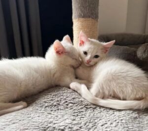 I gattini che chiedevano aiuto in cortile, hanno trovato degli umani a cui aggrapparsi per sempre