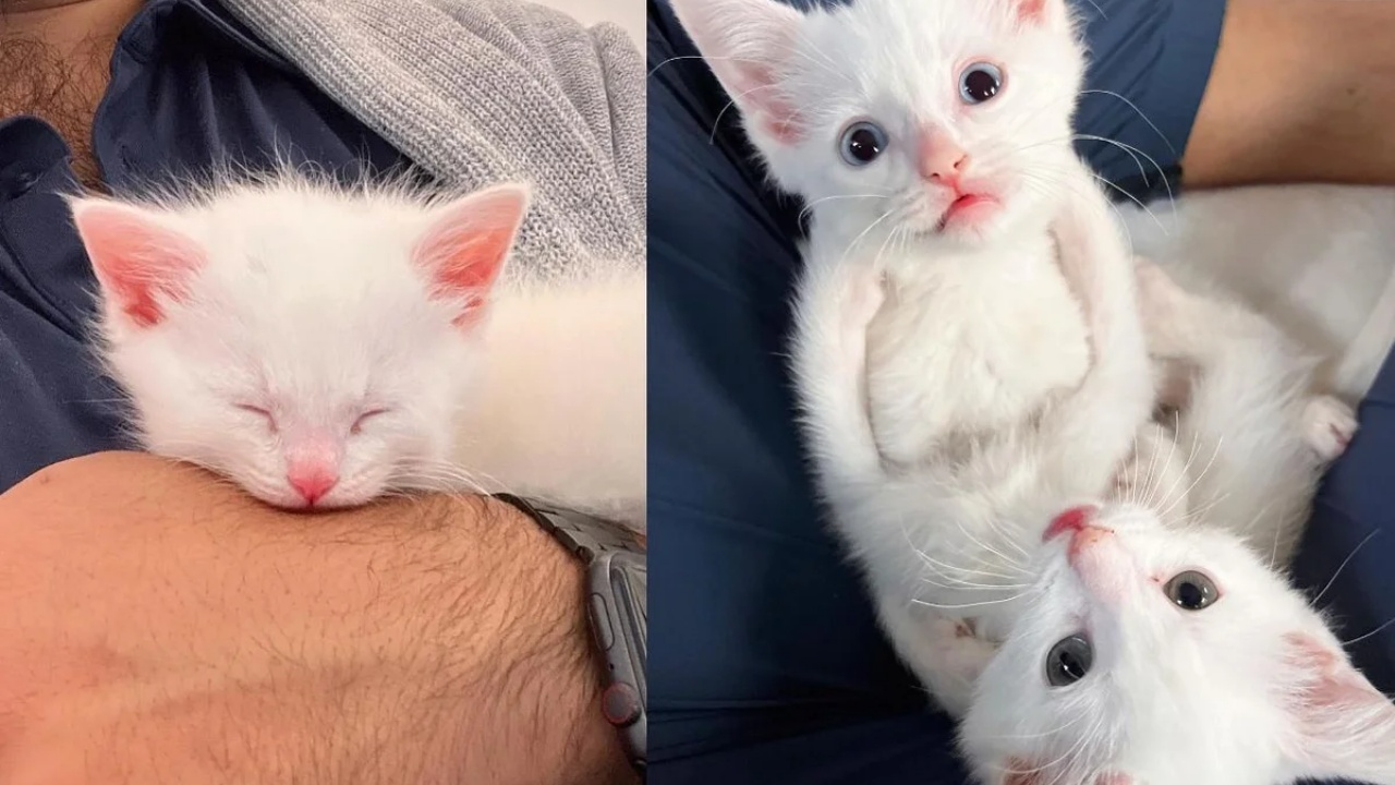 gattini piccoli bianchi