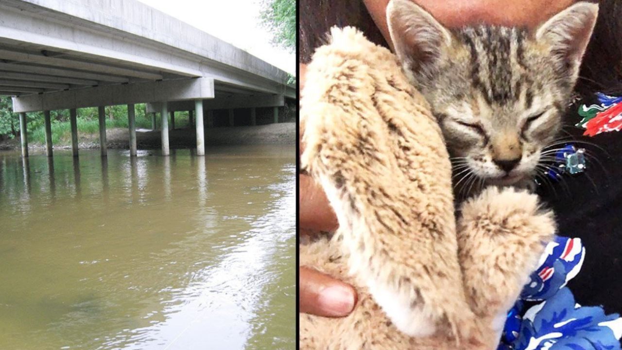 gattino viene salvato appena prima di affogare in un fiume