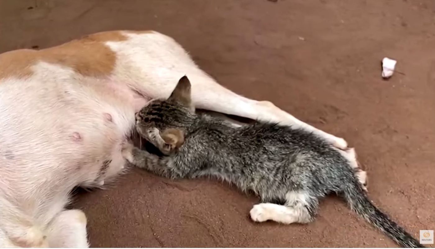 gattino si fa allattare da una cagnolina