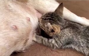 gattino si fa allattare da una cagnolina come se fosse la mamma