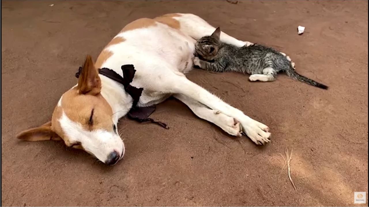 gatto si fa allattare da una cagnolina