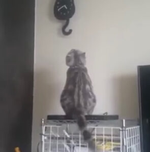 Il gattino fissa l’orologio e fa una cosa davvero particolare
