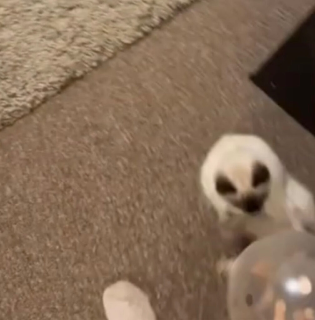 Gatto fa una capriola con il pallone