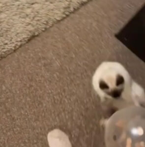 Il gattino impazzisce per un palloncino e lo rincorre in ogni stanza della casa