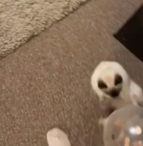 Il gattino impazzisce per un palloncino e lo rincorre in ogni stanza della casa