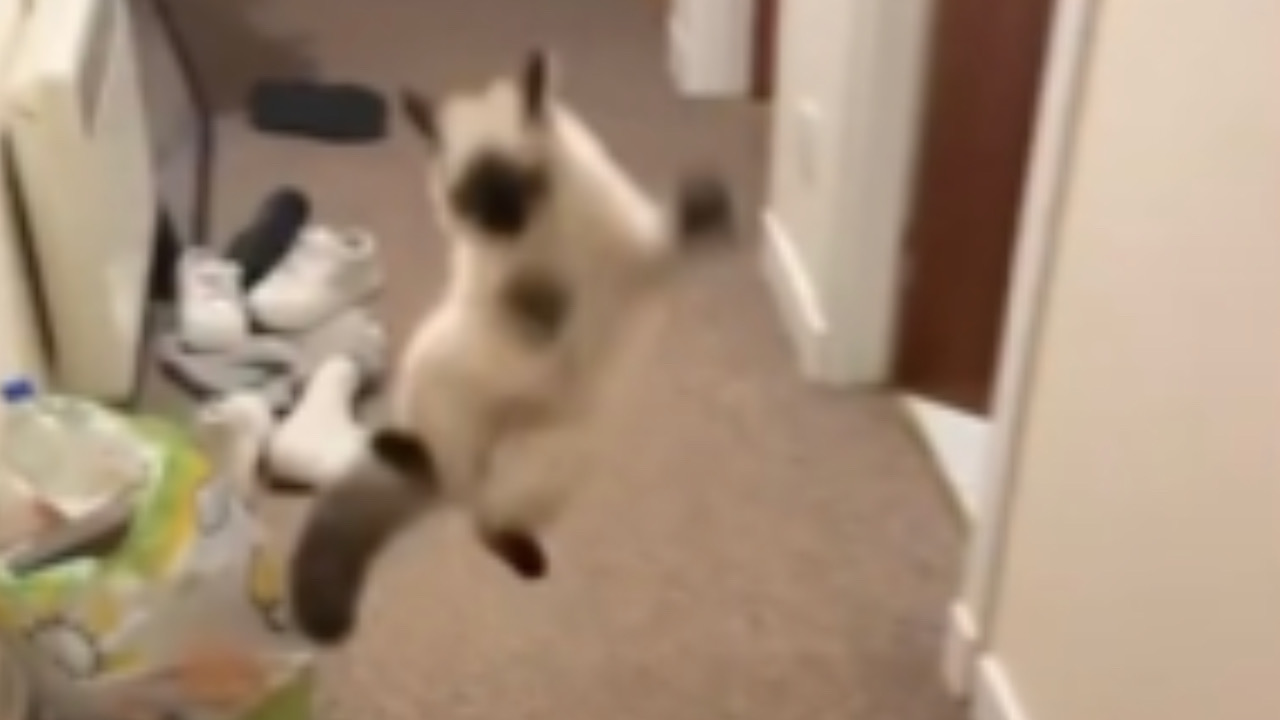 Gatto fa un salto in aria