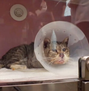 Il gattino randagio ha passato ben 5 anni con il collo imprigionato in un tubo strettissimo