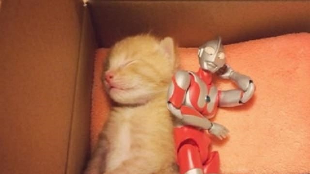 Il gattino rosso dorme insieme ad una statuetta
