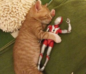 Il gattino rosso insieme al suo migliore amico