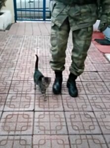 Il gatto comincia a marciare insieme al suo umano: un soldato che ama da morire