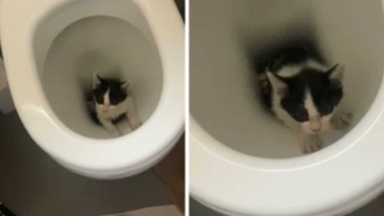 Gattino si infila nel wc