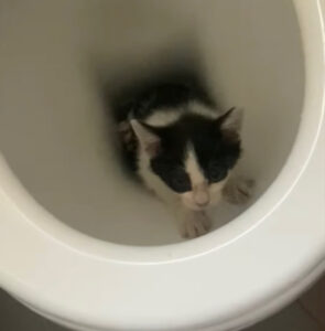 Il gatto è scivolato dentro il gabinetto e no, non è riuscito a venirne fuori