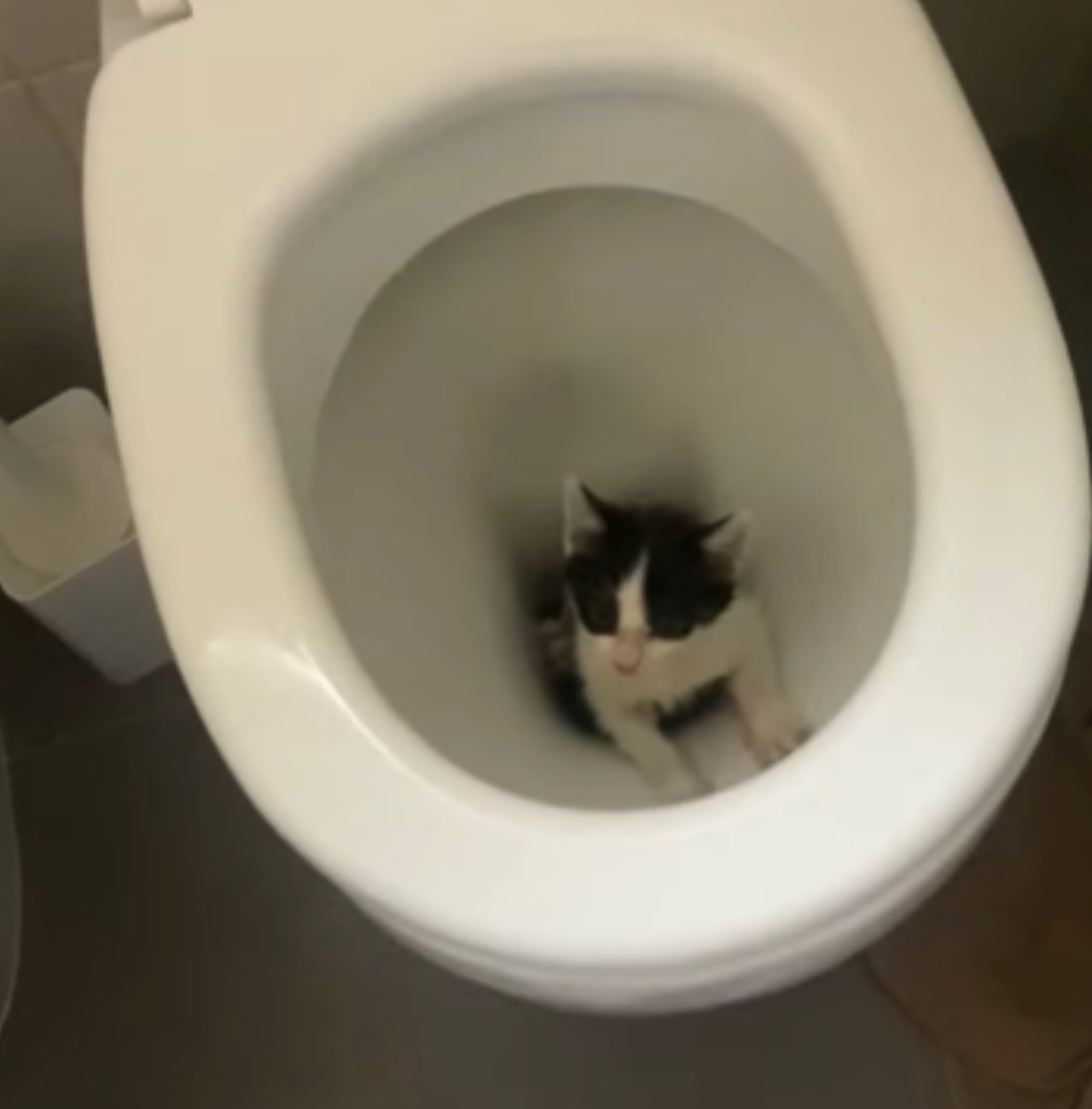 Gatto bloccato nel wc