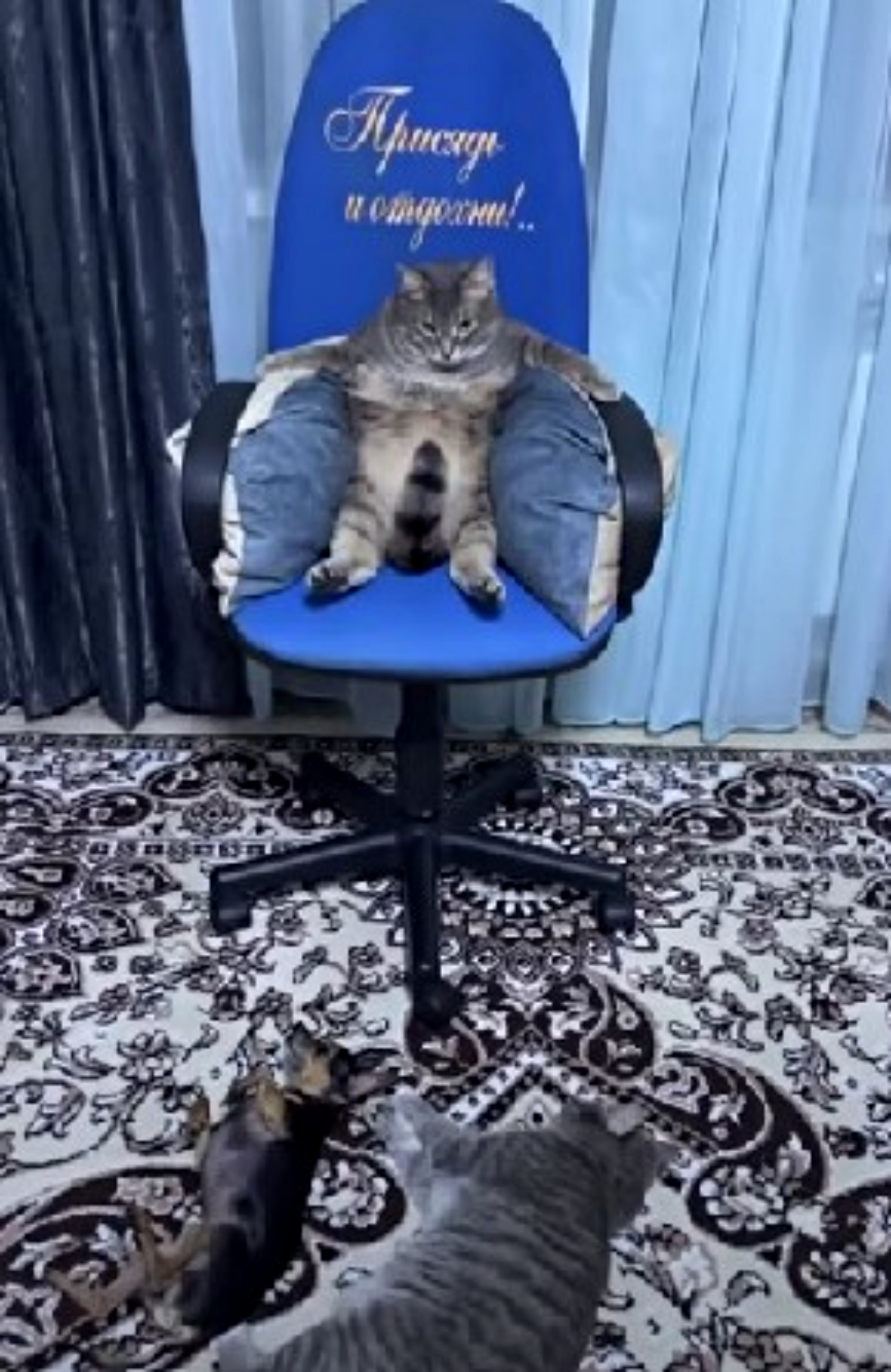 micio sulla sedia