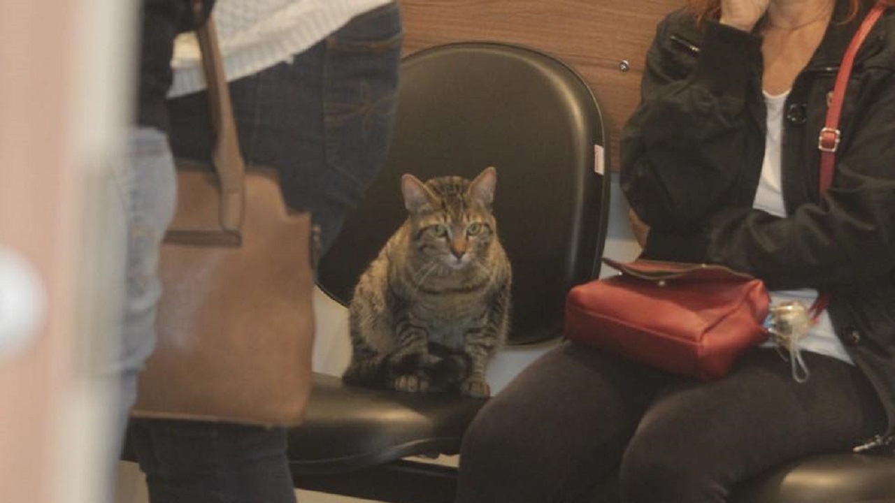 il gatto scappa di casa e si siede su una poltrona