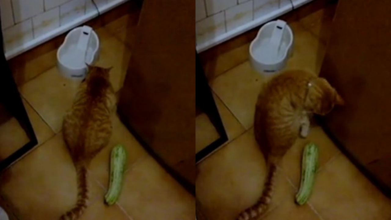 gatto e zucchina