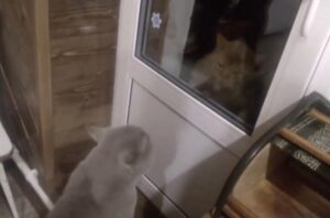 Il gatto vede la sua “nemesi” apparire di fronte alla porta di casa e inizia a minacciarla