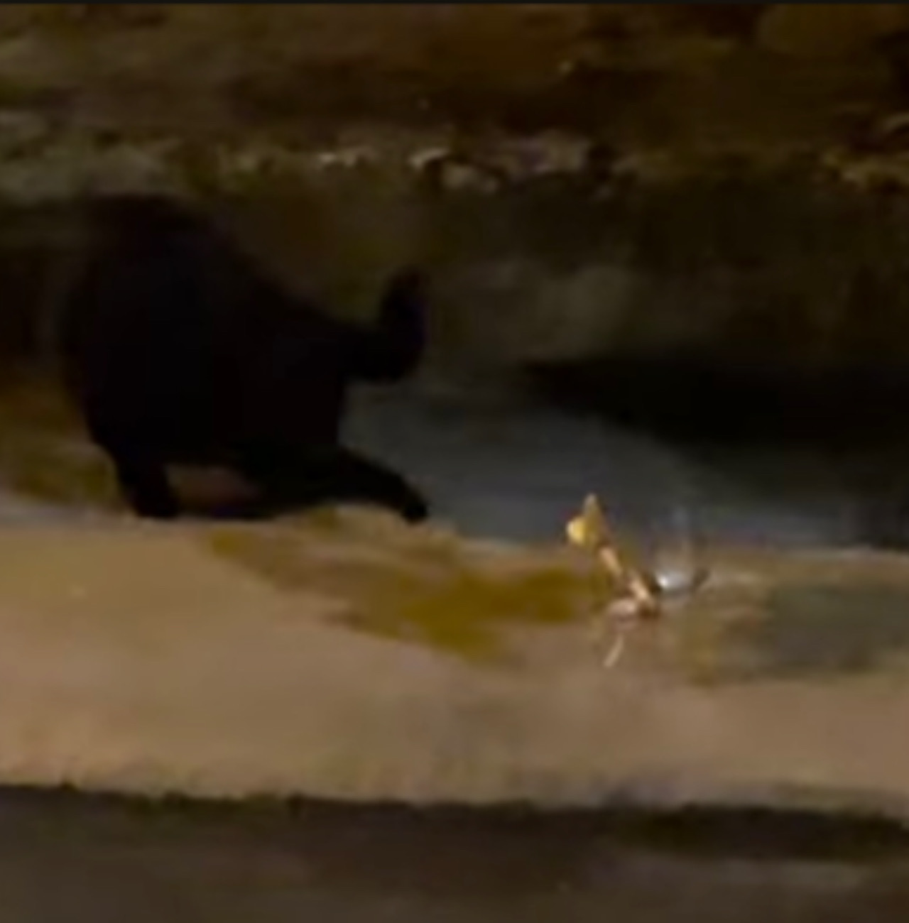 Gatto nero viene attaccato da un granchio