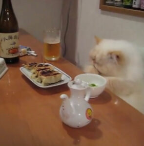 Il gatto viziato viene servito e riverito: ha una cena degna del più ricco degli uomini
