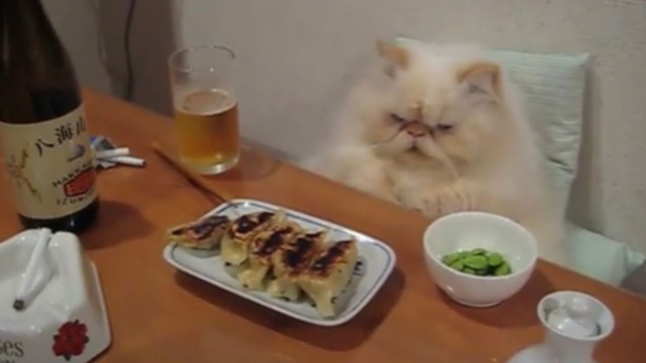 Gatto attende prima di mangiare