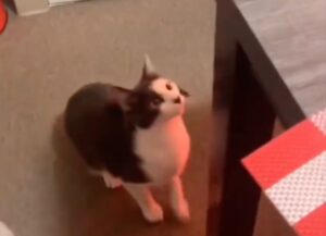 Il padrone evita che il gatto rovesci per terra un bicchiere di succo, spostandolo sulla scrivania vicina, Il finale è esilarante (VIDEO)