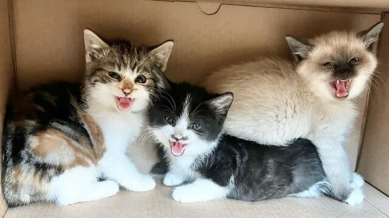 trio di gattini spaventati